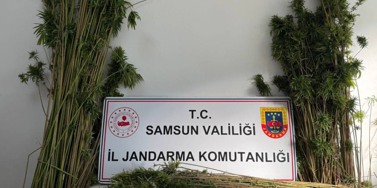 Arazide 957 Kök Kenevir Bitkisi Ele Geçirildi