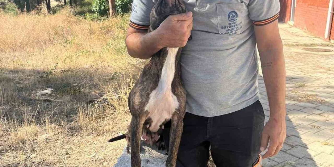 Denizli’de Yasak Irk Köpekler Uygun Şartlarda Bakılıyor