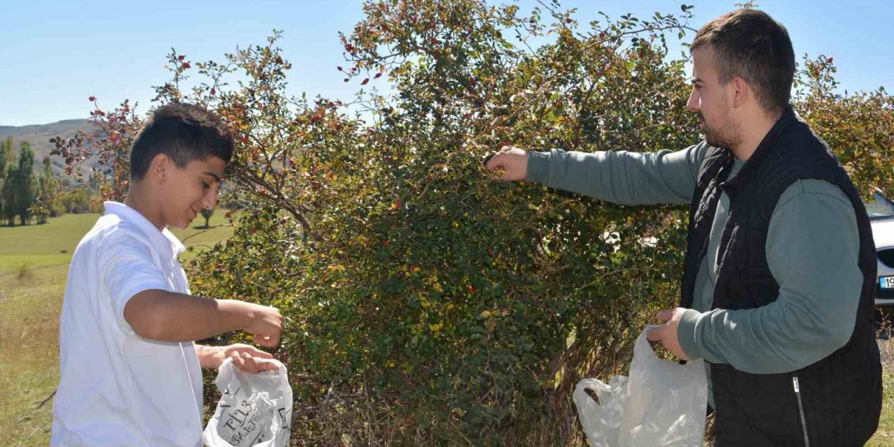 Sarıkamış’ta Kuşburnu Toplama Sezonu Başladı