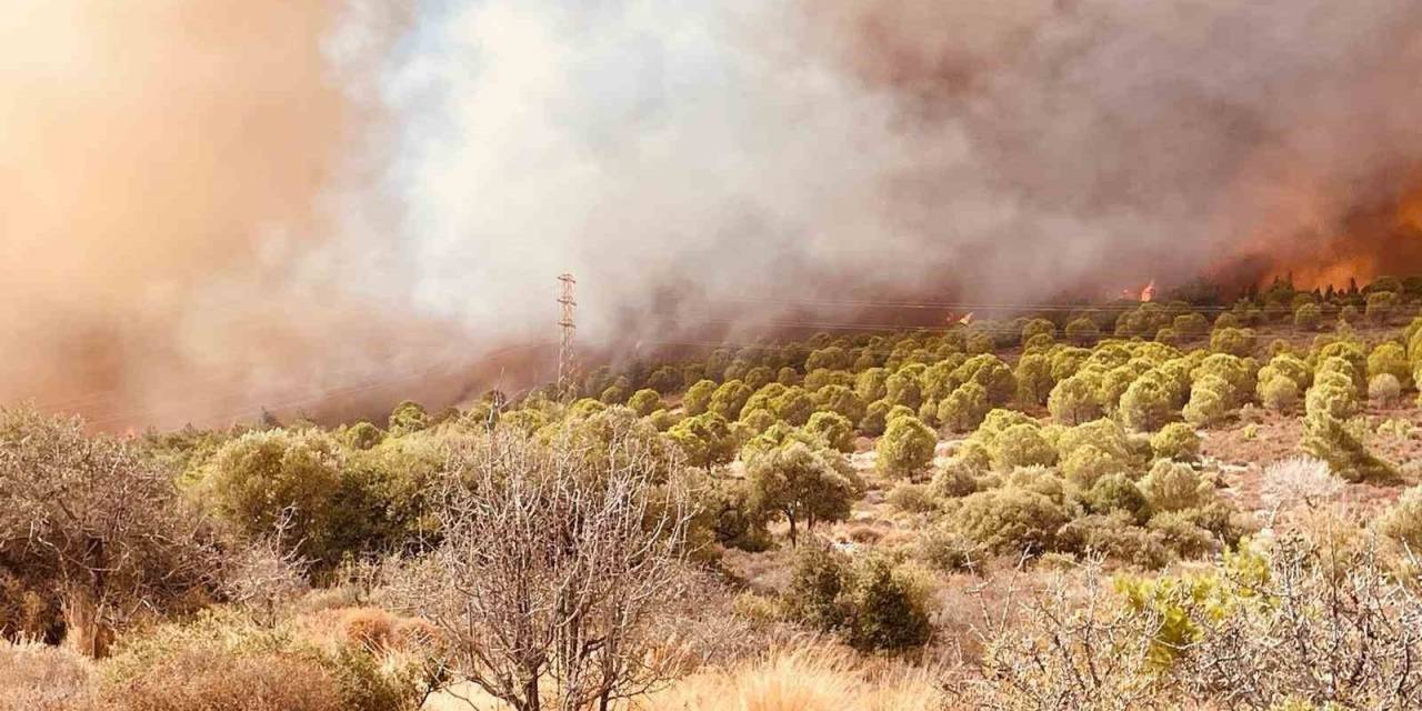 340 Hektar Alanın Yandığı Foça’daki Yangın Kontrol Altına Alındı
