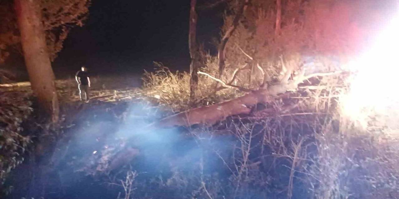 Anız Yangını Ağaçlara Zarar Verdi