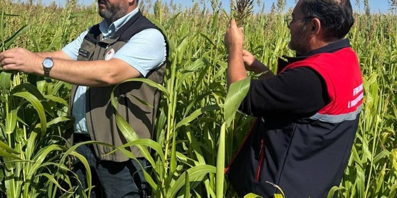 Sorgum Ve Sudan Otlarında Hasat Dönemi Kontrolleri Yapıldı