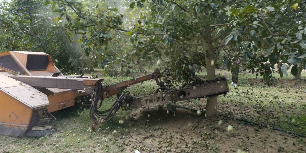 Ceviz Hasadından 60 Bin Ton Rekolte Bekleniyor