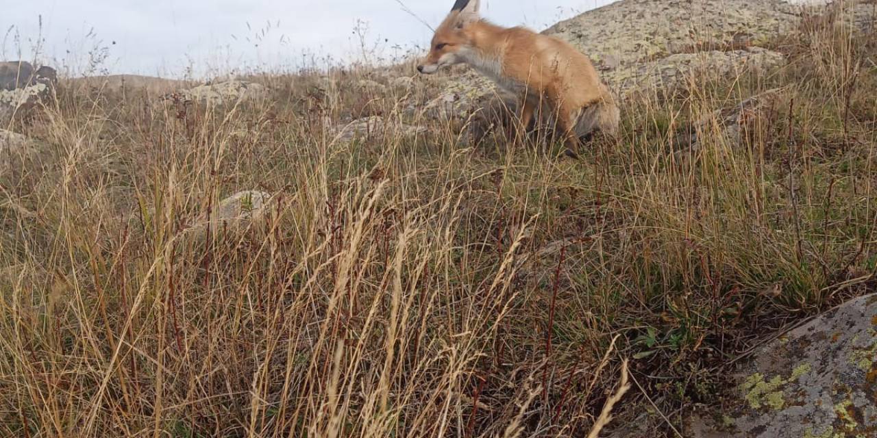 Ressam Nuh, Dostluk Kurduğu Tilkiyi Her Gün Besliyor
