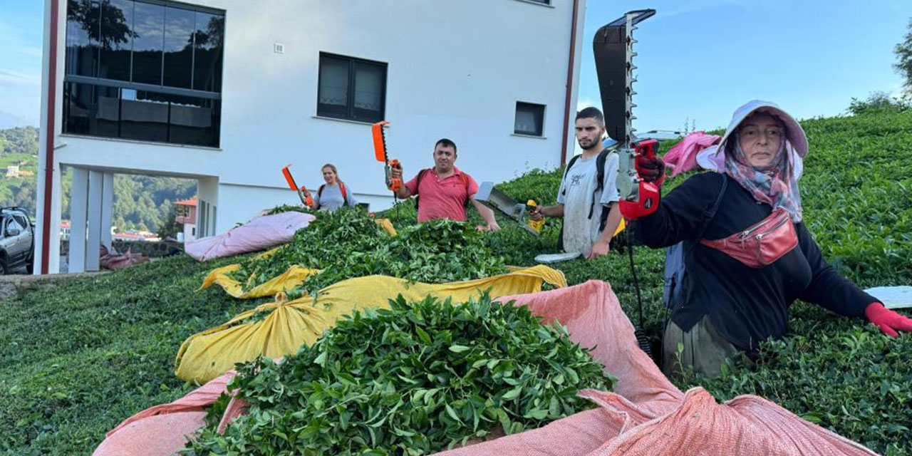 Çayda 4. sürgün geldi, üreticilerin yüzü güldü