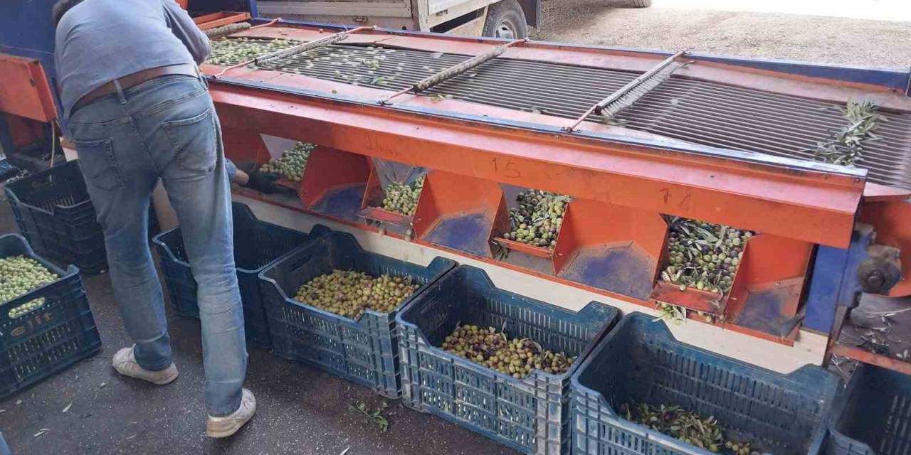 Mersin’de Bahçeden Sofralara Zeytinyağı Yolculuğu Başladı