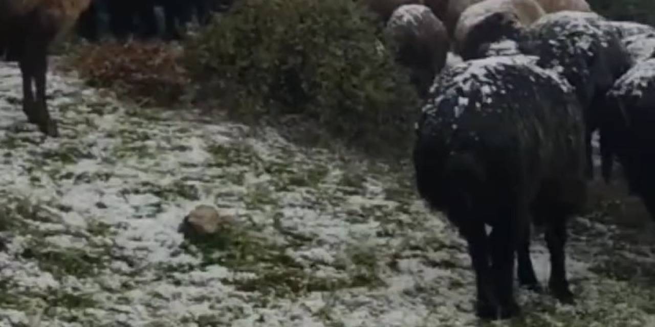 Tokat’ta Dolu Yağışı Yaylayı Beyaza Bürüdü