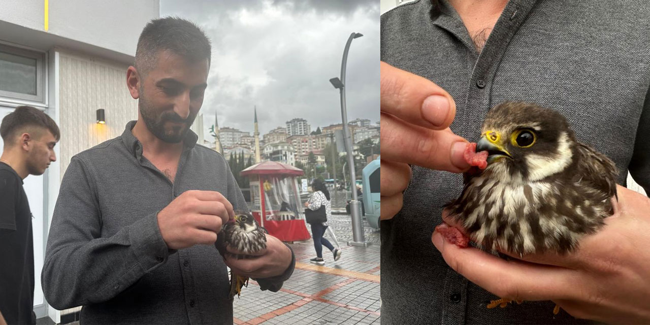 Rize'de işletmesine gelen yavru doğanı eliyle besledi