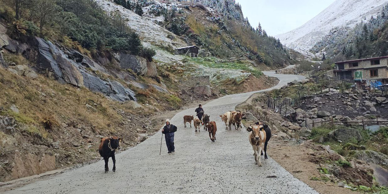 Rize'de yaylacıların köye dönüş yolculuğu devam ediyor