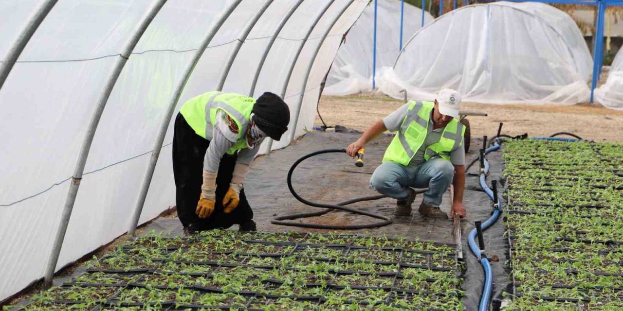 Kavşak Ve Refüjler Çiçeklerle Süsleniyor