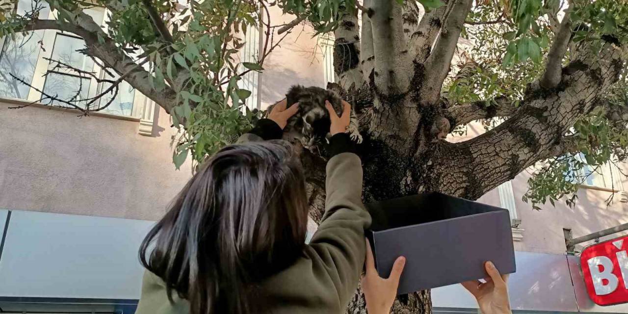 Ağaçtan Aşağı İnmeyen Yavru Kedi Yaş Mamayla İkna Edildi