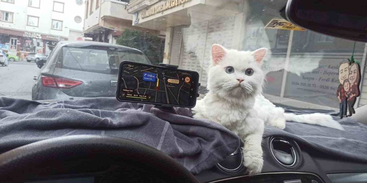 Kapısı 10 Saniye Açık Unutulan Binadaki Kedinin Çalındığı Anlar Kamerada