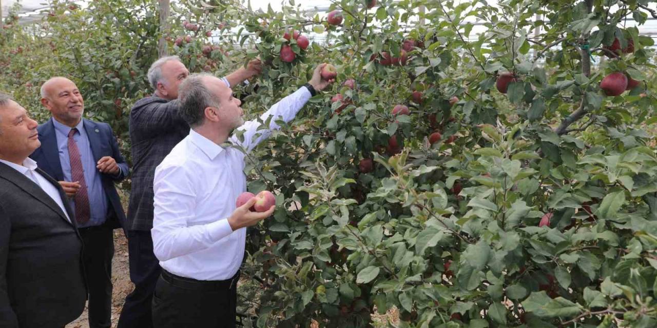 Niğde Ömer Halisdemir Üniversitesinde 200 Ton Elma Hasadı Yapıldı