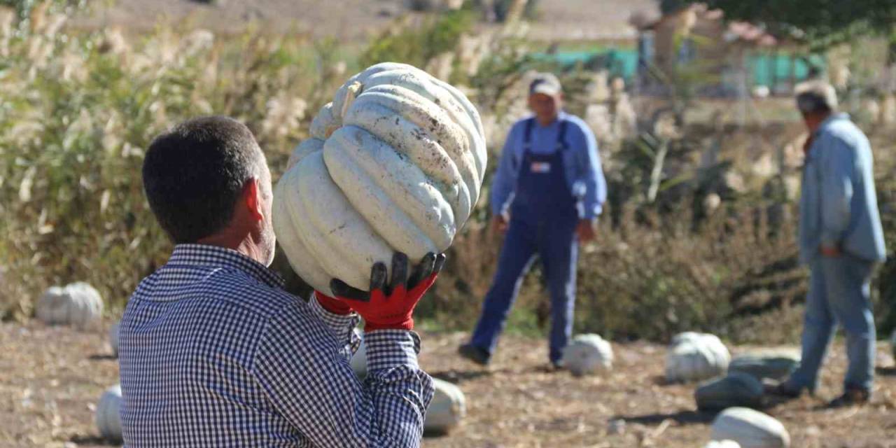 Tarlada 5, 11 Kilometre Uzaklıktaki Pazarda İse 30 Liradan Satılıyor