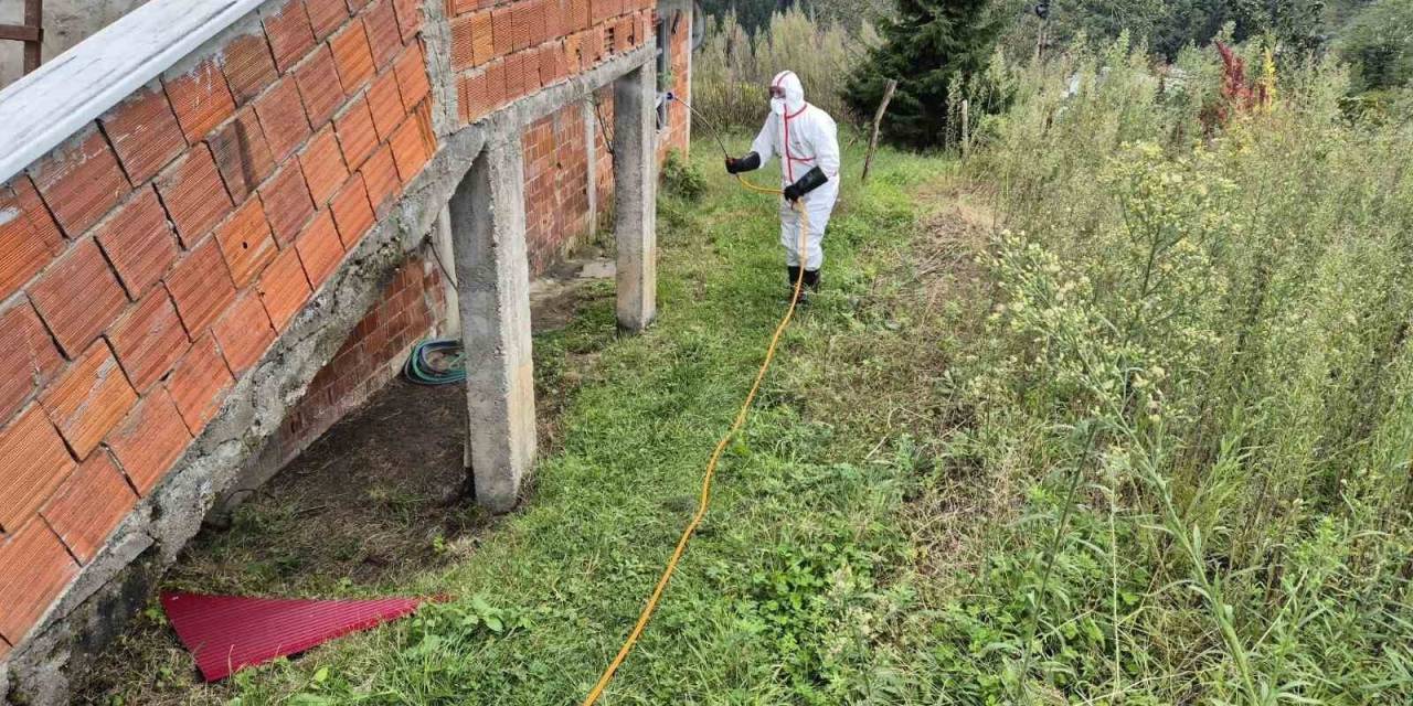 Doğu Karadeniz’in En Büyük İlçesi Ortahisar’da Kahverengi Kokarca İle Mücadelede İlaçlama Seferberliği Başlatıldı