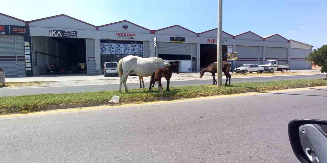 Aydın’da Başıboş Atlar Tehlike Saçıyor