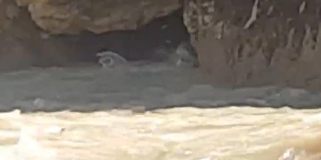 Hakkari’de Su Samuru Görüntülendi