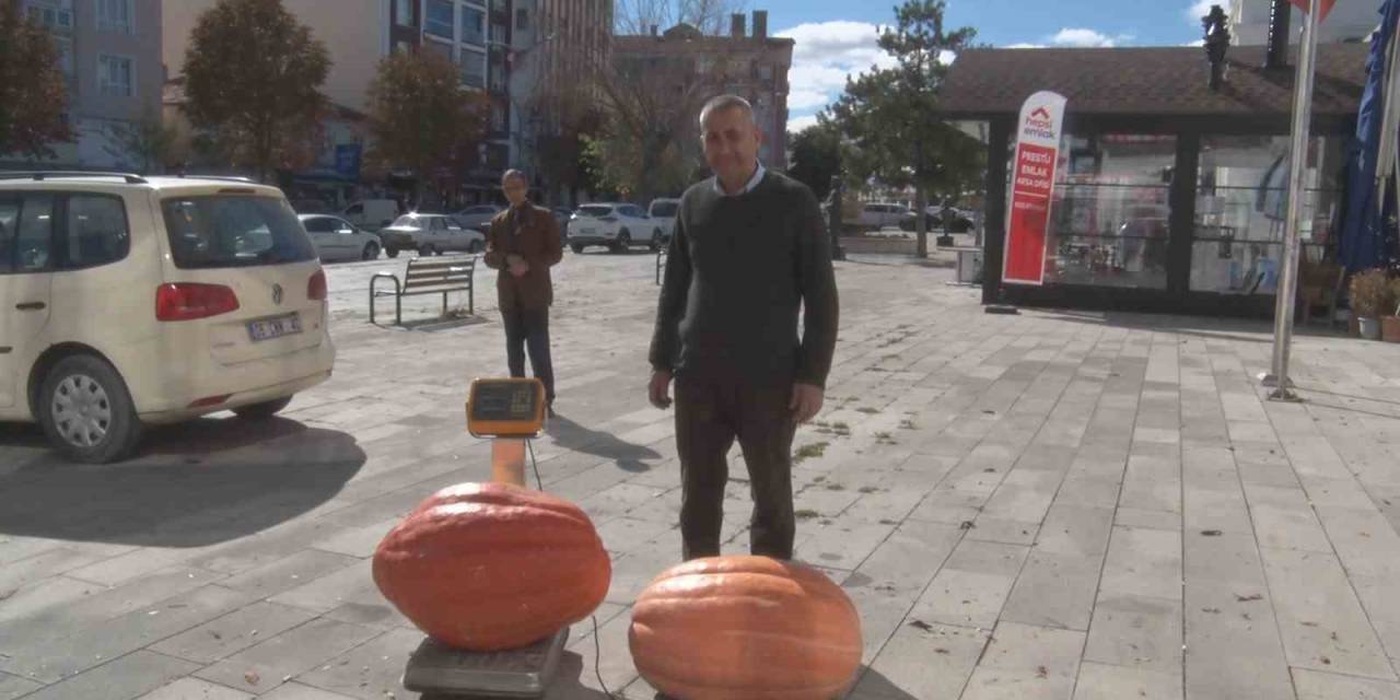 Gören Şaşıp Kaldı: Bahçesinde 50 Kilogramlık Kabak Yetiştirdi