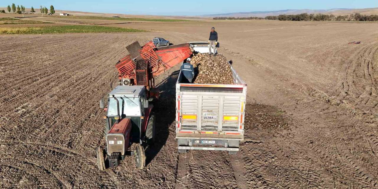 Kuraklık Nedeniyle Şeker Pancarında Rekolte Düştü