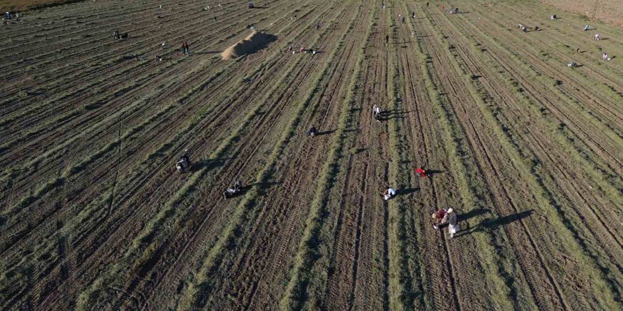 30 Dönümlük Yer Fıstığı Tarlasında Hasadını Yapan Çiftçi, Geri Kalanını Vatandaşa Bırakınca Duyan Akın Etti
