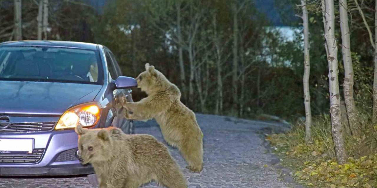 Sürü Halinde Dolaşan Ayılar Yiyecek İçin Araçlara Saldırdı