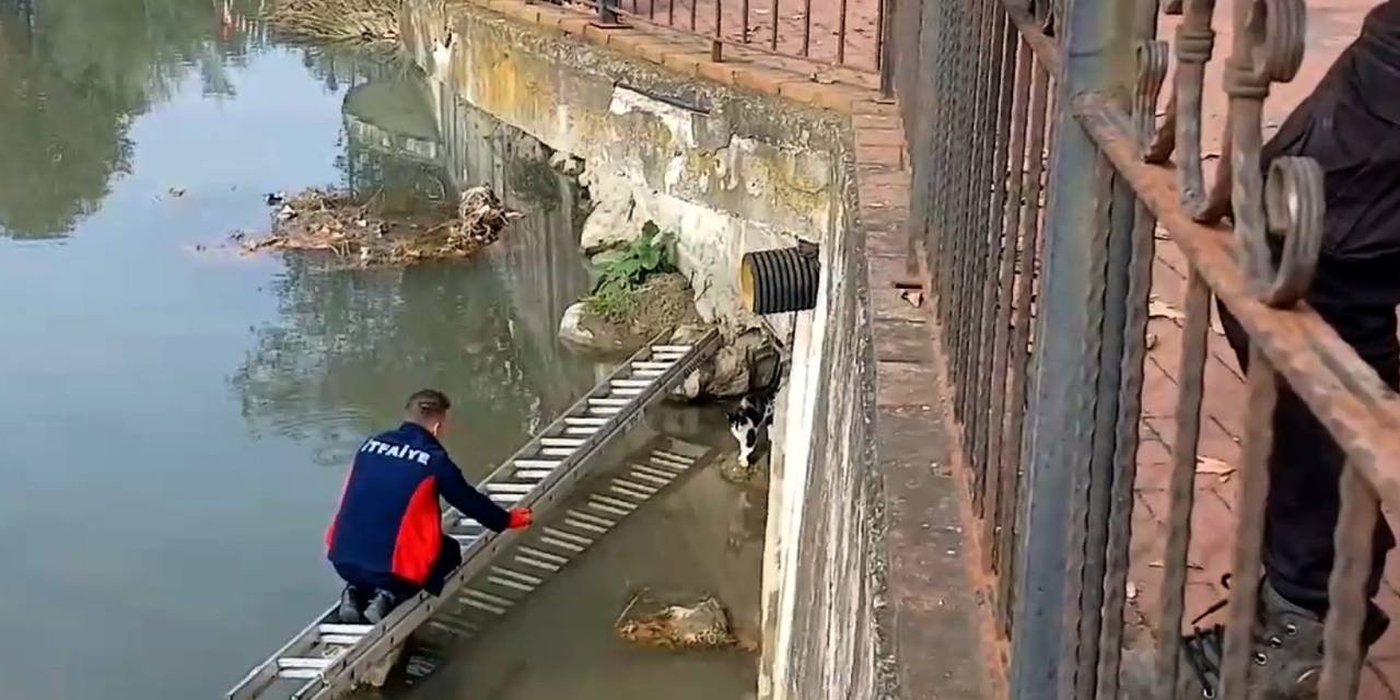 Çaya Düşen Kedinin Yardım Çağrısına İtfaiye Yetişti