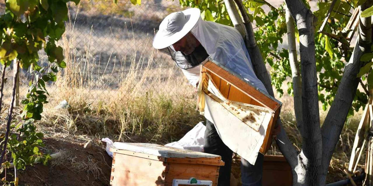 Dağıtılan Arı Kovanlarından Bal Hasadı Yapıldı