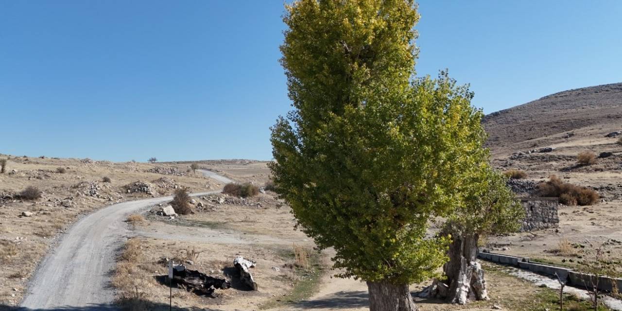 Asırlık Andon Kavakları Yıllara Meydan Okuyor