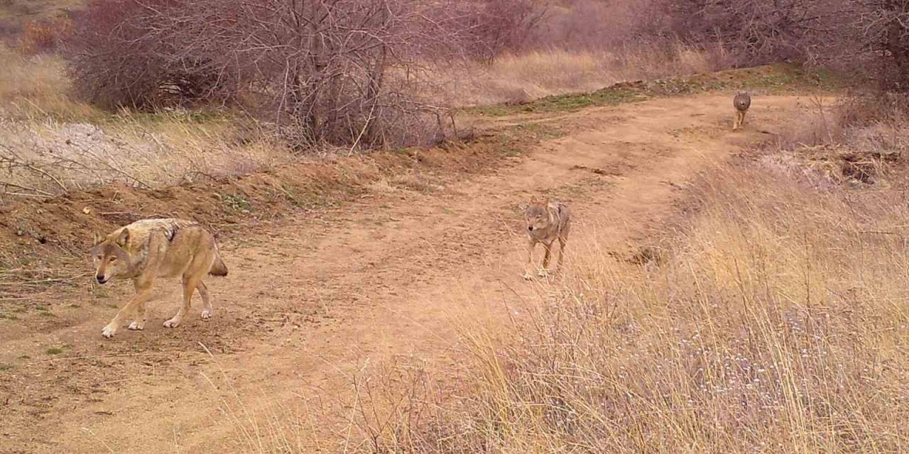 Bozkırın Saklı Yüzü: Yaban Hayvanlarının Doğal Yaşamı Kameraya Yansıdı