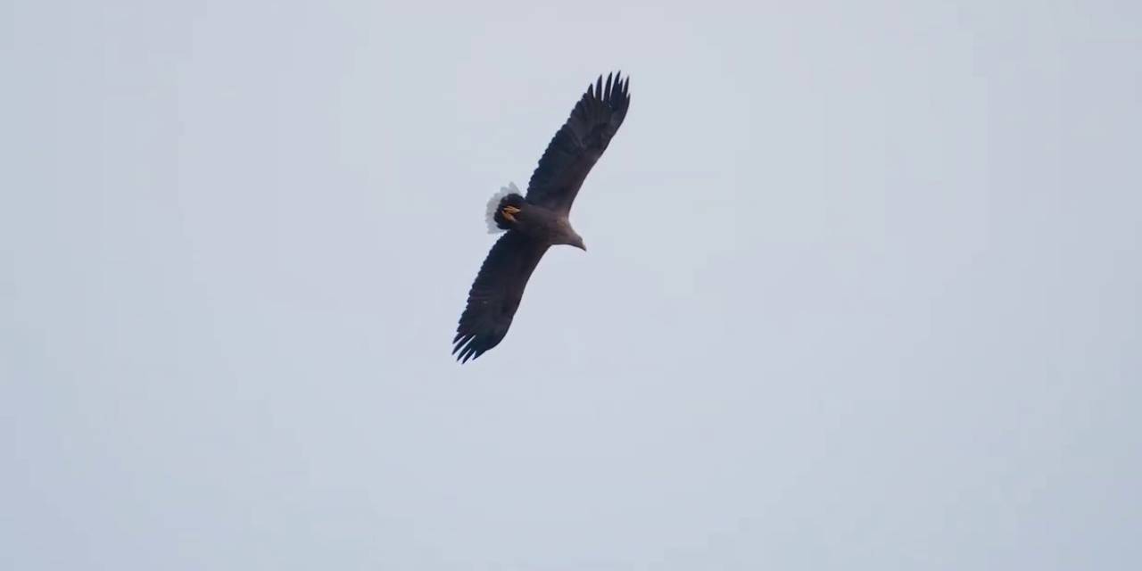 Dev Kartal, Sivas’ta Görüntülendi