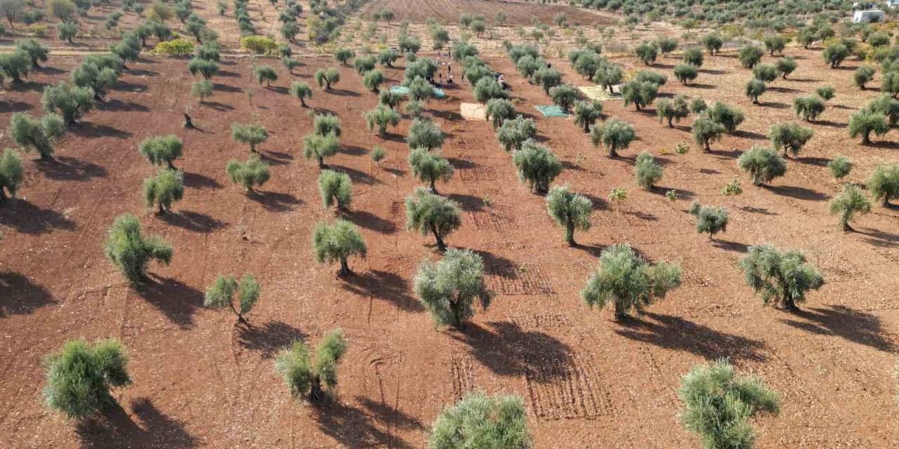 Kilis’te Zeytin Hasadı Başladı