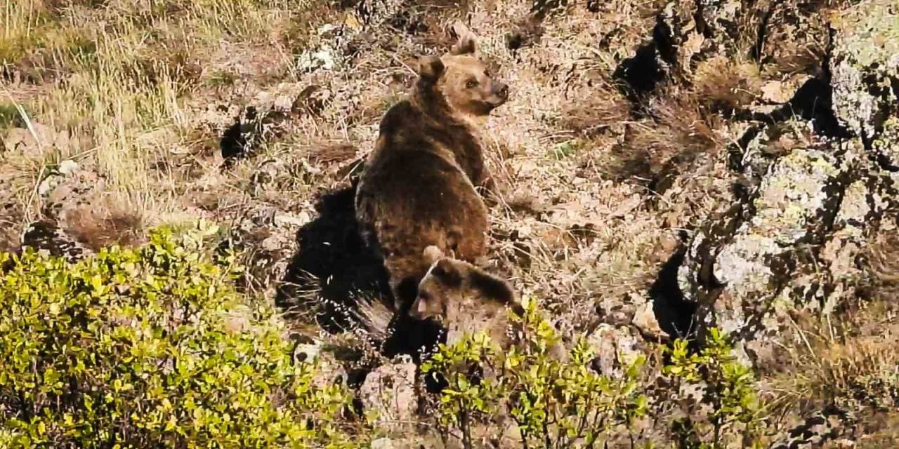 Ankara’da Anne Boz Ayı Ve 3 Yavrusu Görüntülendi