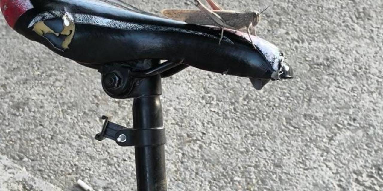 Elazığ’da Dev Etçil Çekirge Görüldü