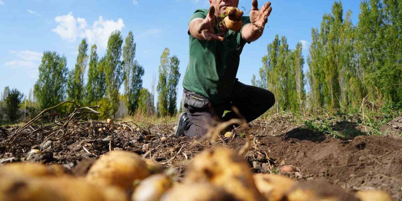 Patatesteki Yüksek Rekolte Çiftçiye Maniler Türküler Söyletti