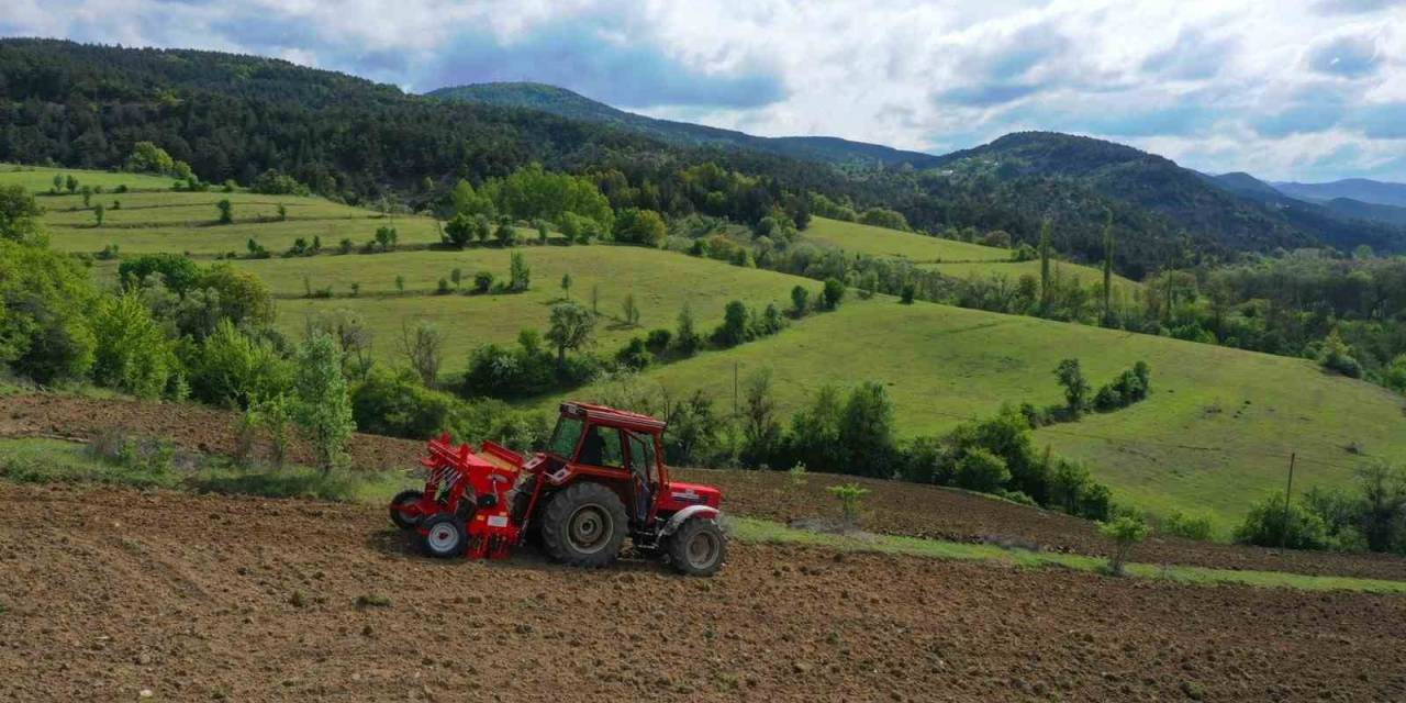 Ordu’da Boş Arazilerden Bugün Bereket Fışkırıyor