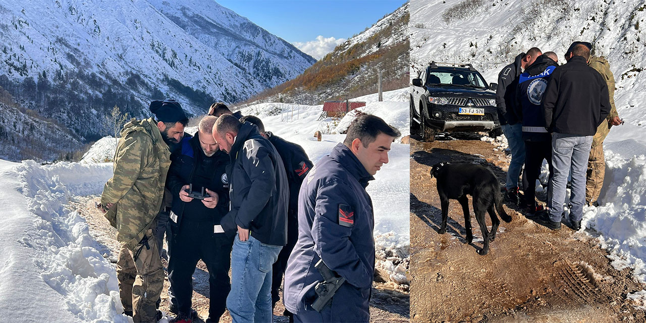 Ayı saldırdığı için ahırdan kaçan sürü 20 gündür Rize'nin karlı dağlarında aranıyor