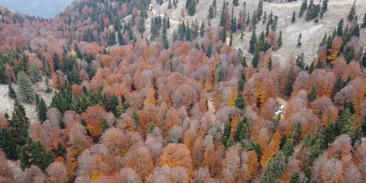 Adana’da Kayın Ormanı Sonbaharda Görsel Şölen Oluşturdu