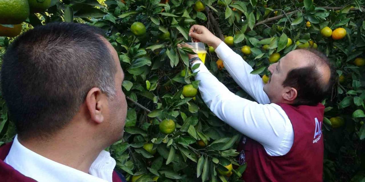 Narenciyenin Başkentinde Zararlıya Karşı Biyolojik Başarı