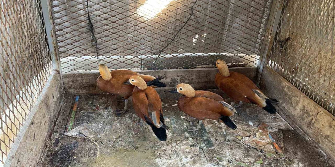 Kırşehir’de ’angut’ Besleyen Şahıs Gözaltına Alındı