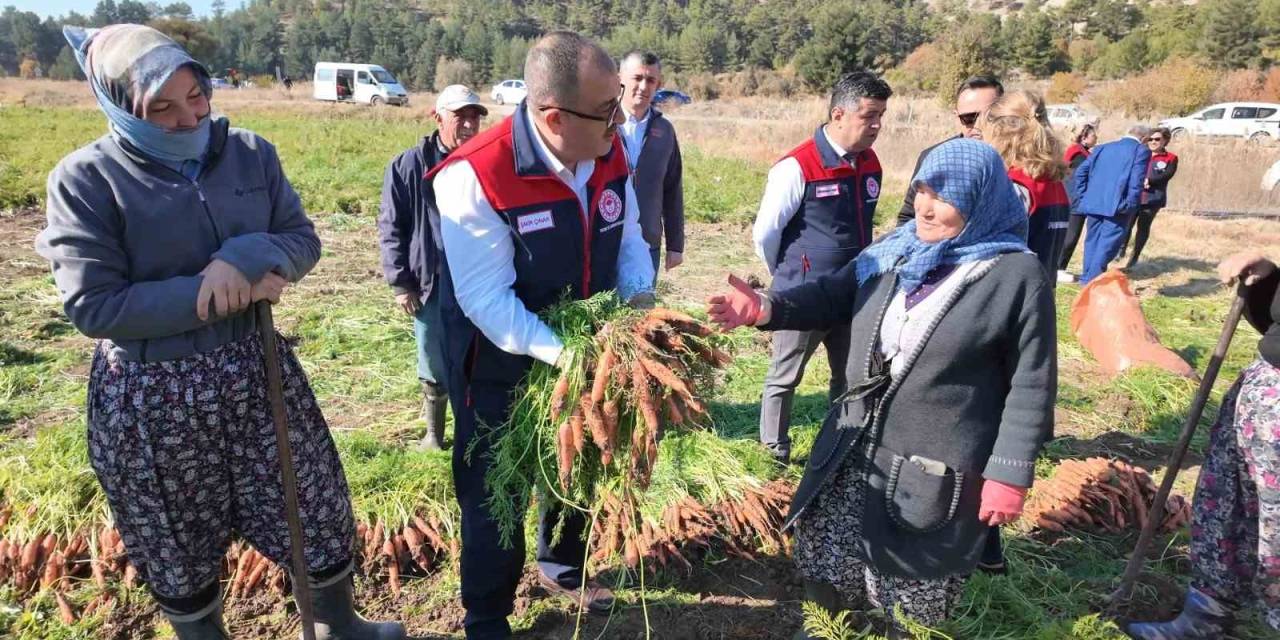 Denizli’de Bu Yıl 5 Bin Ton Havuç Hasat Edilecek