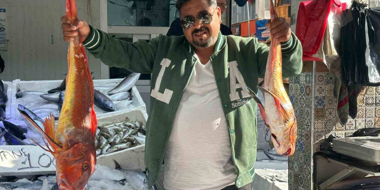 Sinop’ta 6 Kilogramlık Kırlangıç Balığı Yakalandı