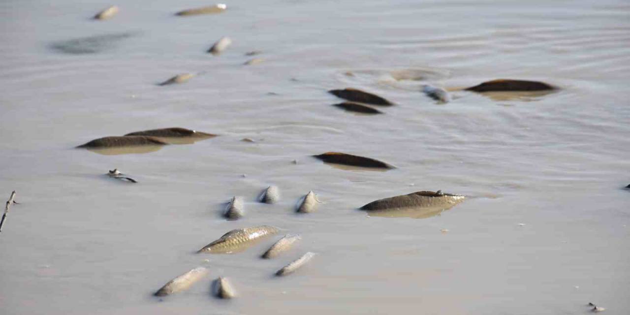Su Seviyesi Düşen Barajda Balıklar Can Çekişiyor