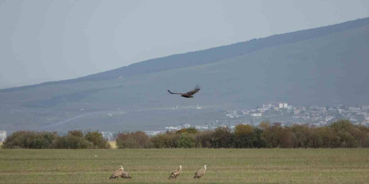 "Doğanın Çöpçüsü" Kara Akbabalar Leş Üzerinde Keşif Uçuşu Yaparken Görüntülendi