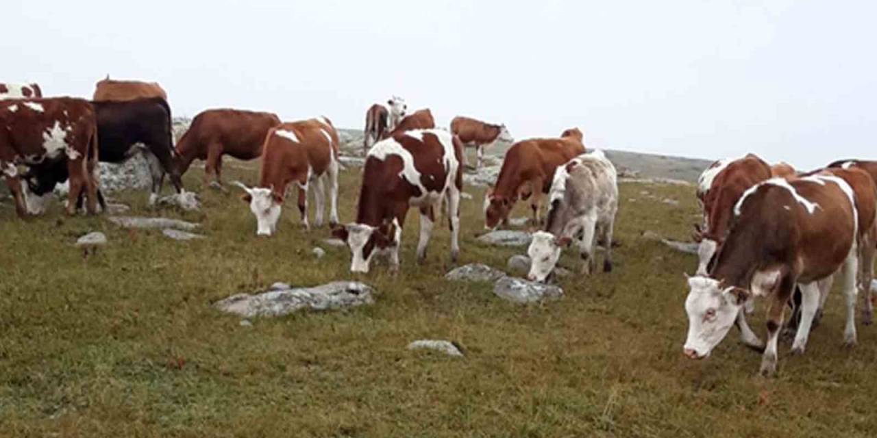 Hayvan Hırsızları, Jandarmanın Takibiyle Yakalandı