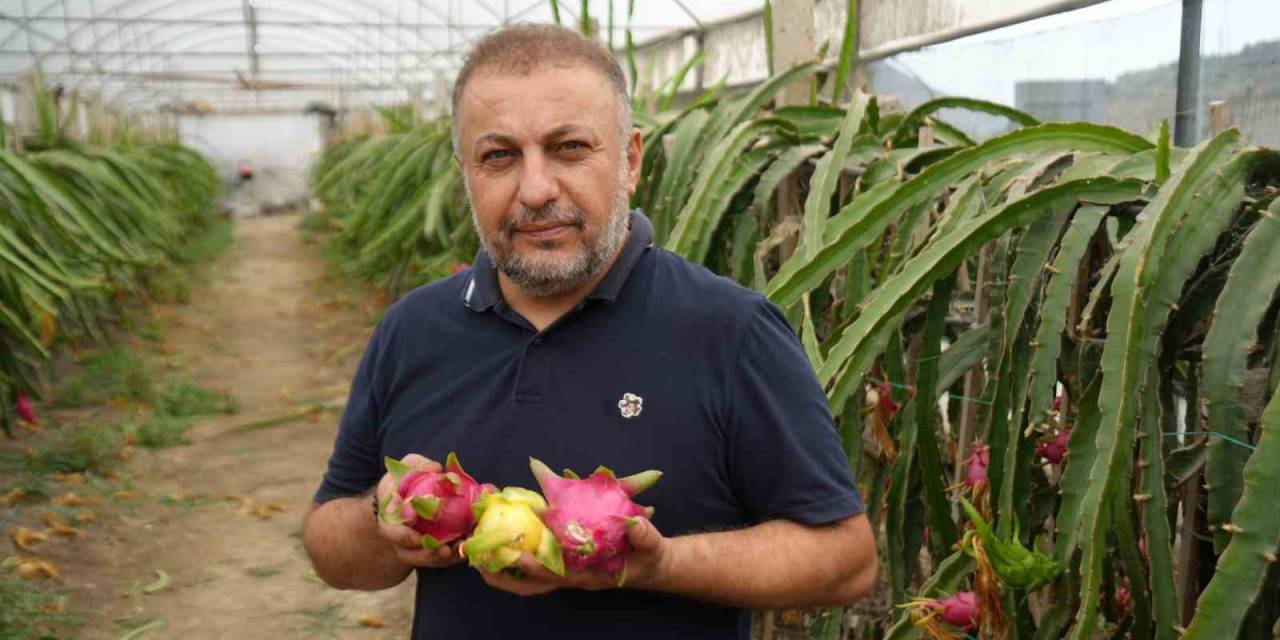 İnternetten Gördüğü Meyveyi Şimdi 210 Metrekarelik Serada Yılda 5 Kere Hasat Ediyor