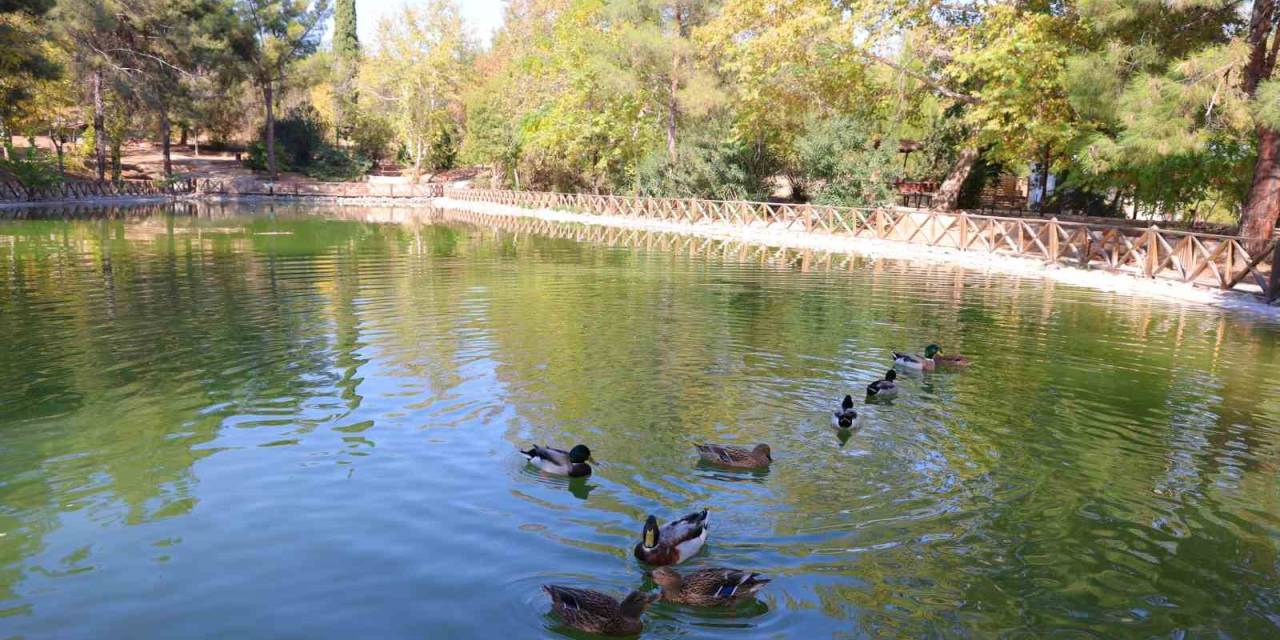 Kahramanmaraş’taki Botanik Bahçe 400’ün Üzerinde Ağacı Barındırıyor