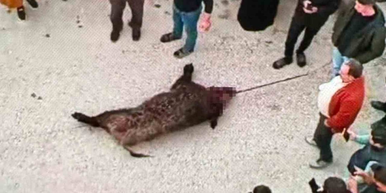 Gaziantep’te Gündüz Köye İnen Domuz Vatandaşlara Saldırdı: 1 Yaralı