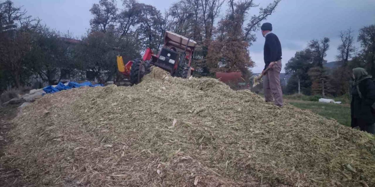 Sinop’ta Silajlık Mısır Hasadı Sona Erdi