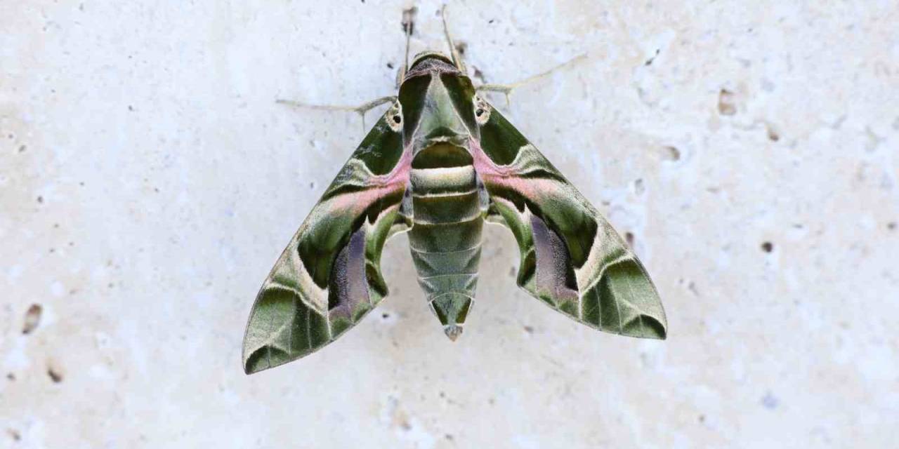 Alanya’da Mekik Kelebeği Görüntülendi