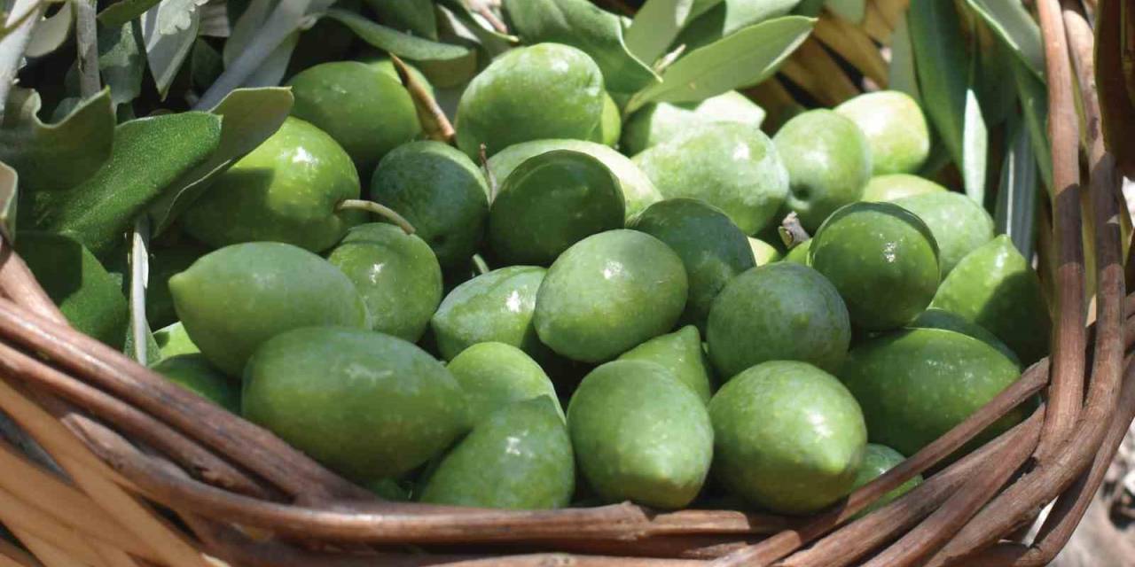 Aydın Memecik Zeytini Avrupa’da Tescillendi